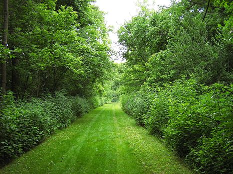 A photograph of a quiet walking trail.