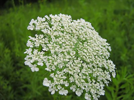 A photograph of a white flower in a field.