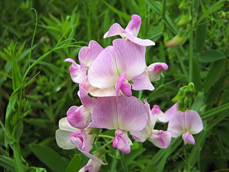 A photograph of a pink flower in a field.