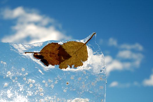 leaves in ice