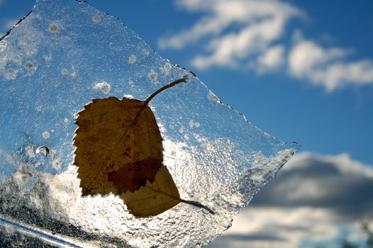 leaves in ice