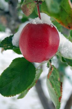 snowy apple