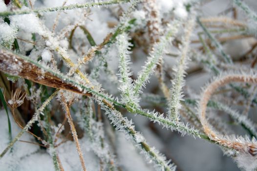 frosty vegetation