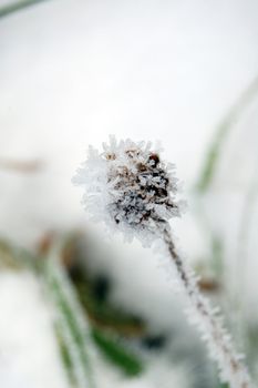 frosty vegetation