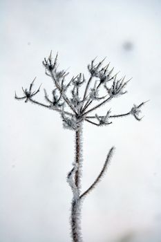 frosty vegetation