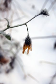 frosty vegetation