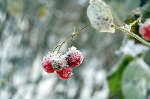 frosty vegetation