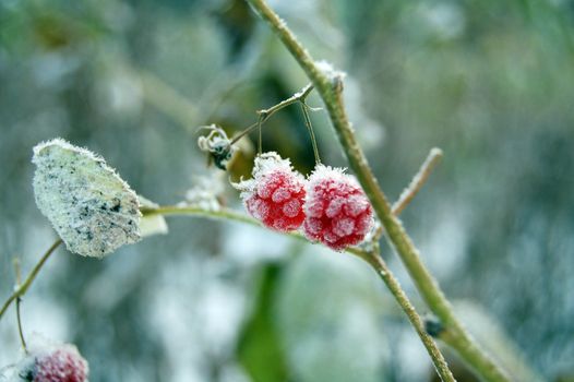 frosty vegetation