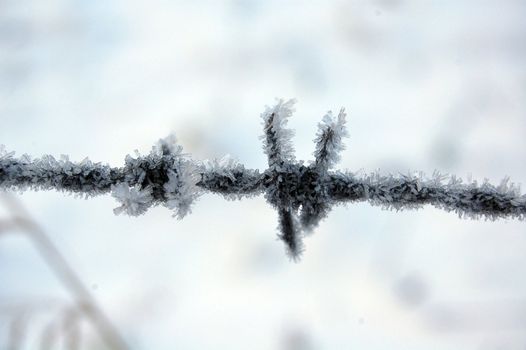 frozen barbwire