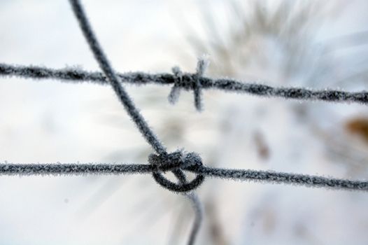 frozen barbwire