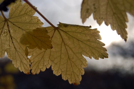 leaves in the sun