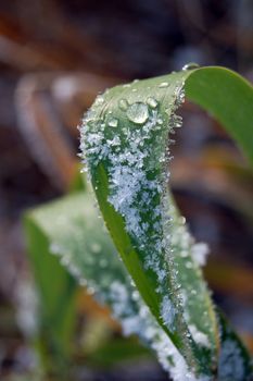 frosty vegetation