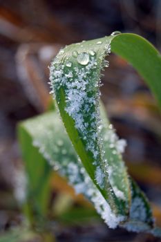 frosty vegetation