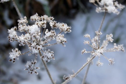 frosty vegetation