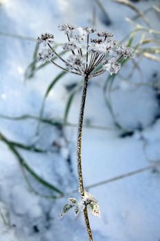 frosty vegetation