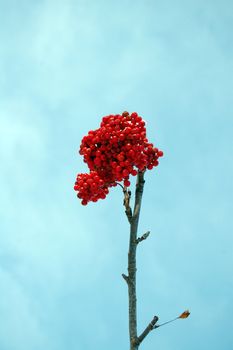 rowanberries and blue sky