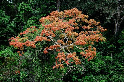 A tree with red leaves in an environment green foliage.
