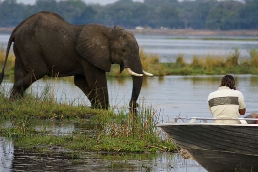 Photographing of an elephant at river Zambezi