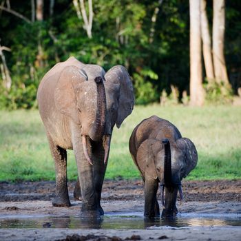 Repeat for mum. The African Forest Elephant (Loxodonta cyclotis) is a forest dwelling elephant of the Congo Basin.