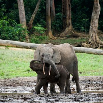 The kid the elephant calf with mum. The African Forest Elephant (Loxodonta cyclotis) is a forest dwelling elephant of the Congo Basin.