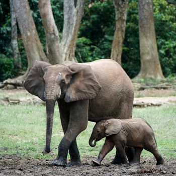 The kid the elephant calf with mum. The African Forest Elephant (Loxodonta cyclotis) is a forest dwelling elephant of the Congo Basin.