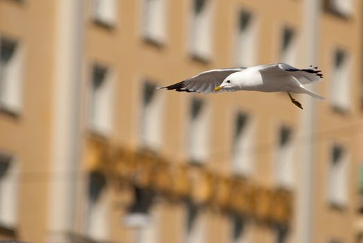 a seagull flying in front of a house in stockholm