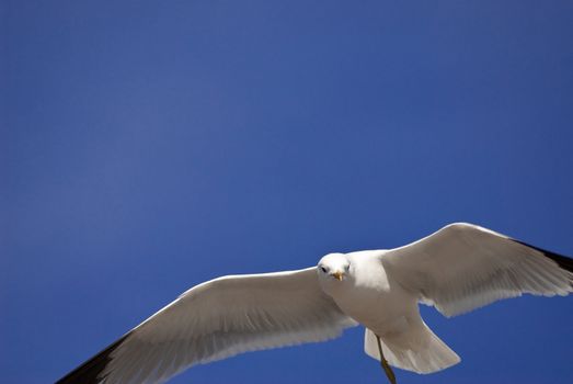 a seagull flying in front of a blue sky