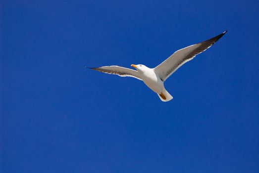 a seagull flying in front of a blue sky