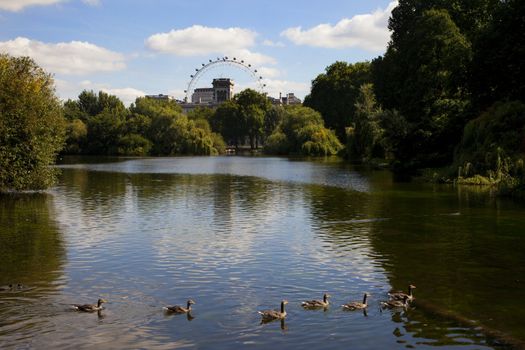 A view of the London Eye from St. James' Park.