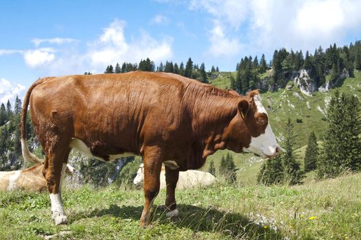 Large brown cow in pasture in the mountains
