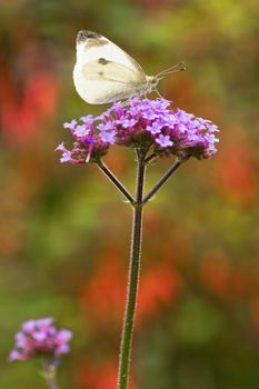 Butterfly Large white or Pieris brassicae on Verbena flowers in fall