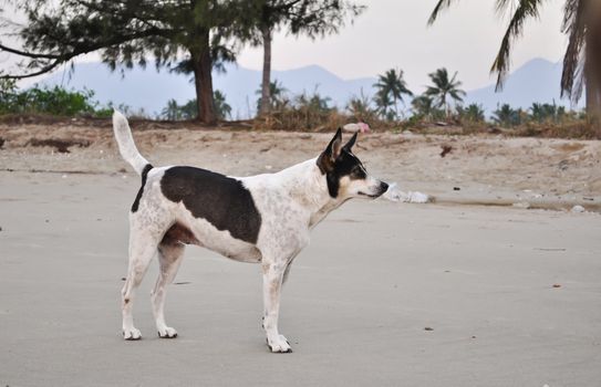 A stray beach dog in a poor  remote area of Thailand