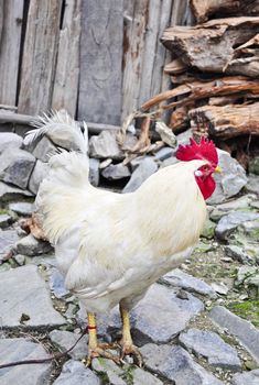 A white chicken tied up outside of a village home in rural China