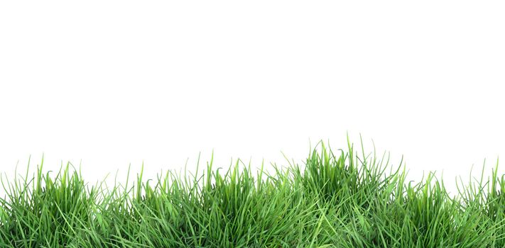 Nature concept. Freshness green grass against white background