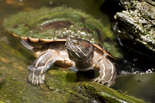 Caribbean fauna: photo of a turtle in a pond.