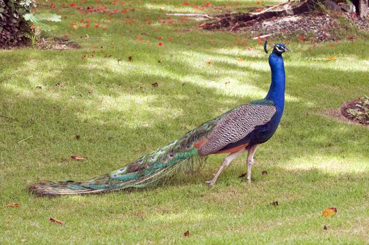 New image of a colorful peacock displaying its long feathers.