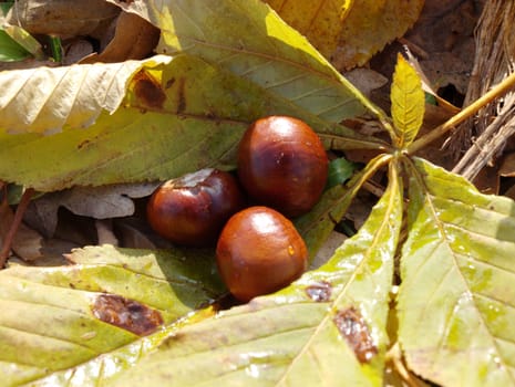 The three fruits of horse-chestnuts
