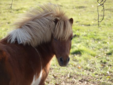 the dishevelled pony with blond mane