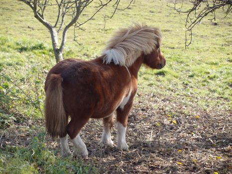 The sign: attention, evil horse!