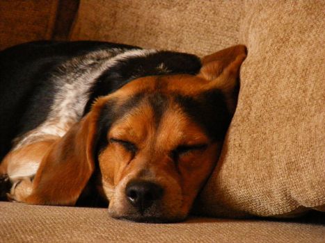 A home life photograph of a sleeping dog.