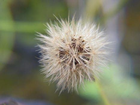 A macro shot of dandelion seeds in the spring time.