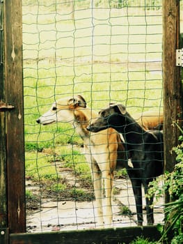 A photograph of two caged pound stray dogs.