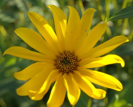 yellow marguerite