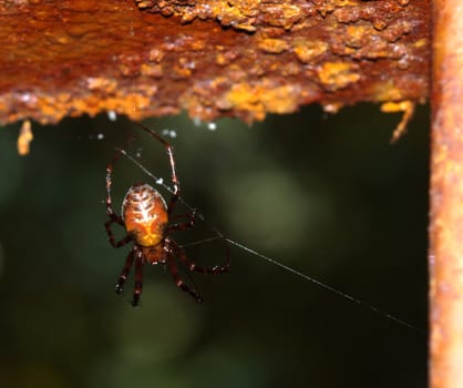 the ginger spider on rusty girder in teh cellar