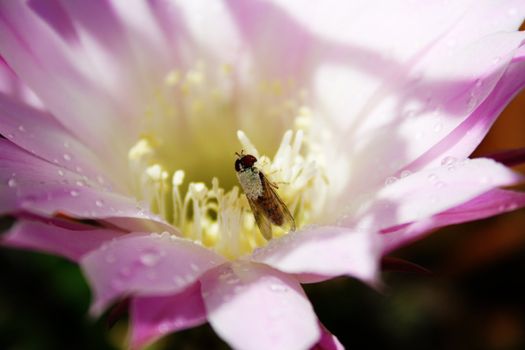 A bee gathering nectar on flowers