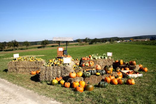 Pretty different types of pumpkins for sale