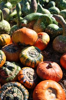 Pretty different types of pumpkins for sale