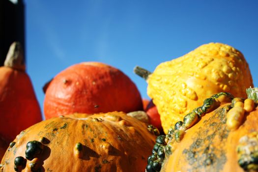 Pretty different types of pumpkins for sale