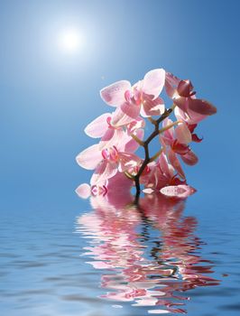 Orchid in the water on a sunny day