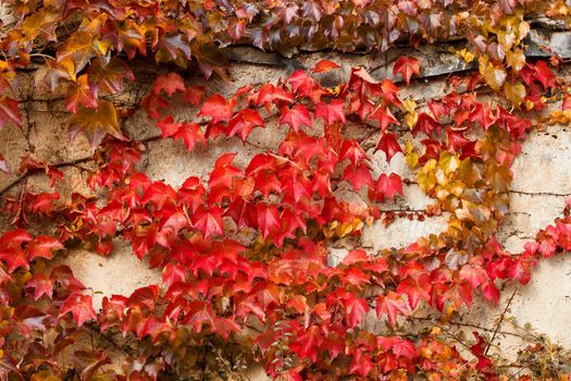 Autumn red colored leaves on stone wall for autumn backgroung use